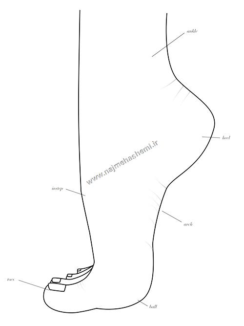 شناخت اجزای پا در طراحی کفش