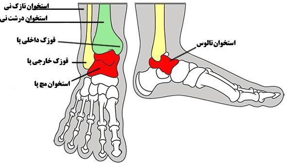 آناتومی پا در کفش